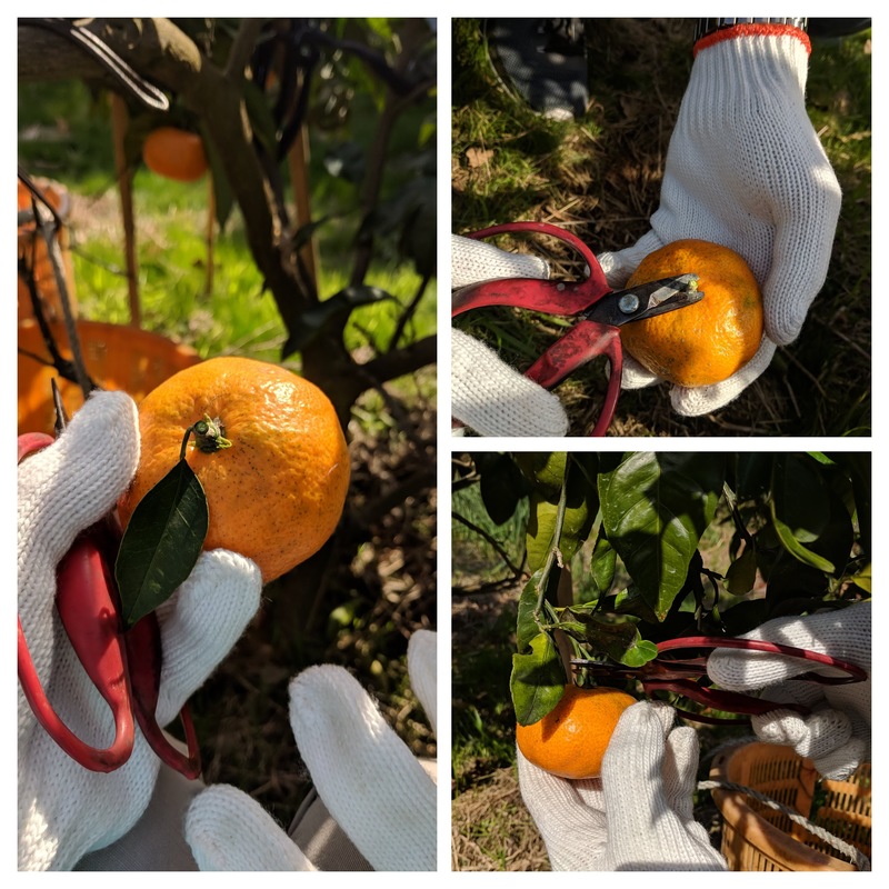 How to pick oranges