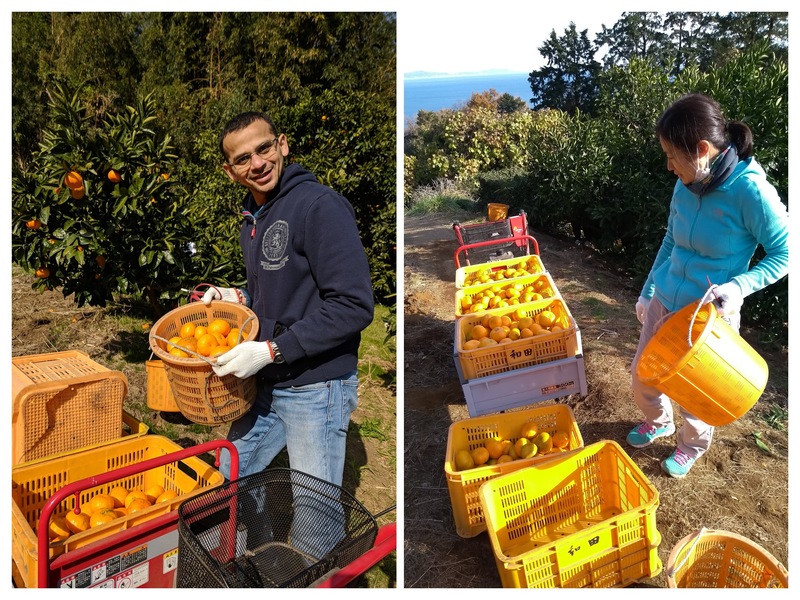 Loading up the crates with our harvest