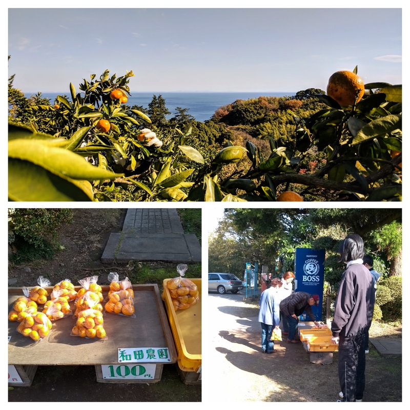 Delicious oranges grown by the seaside. Constant stream of people queuing up to buy them