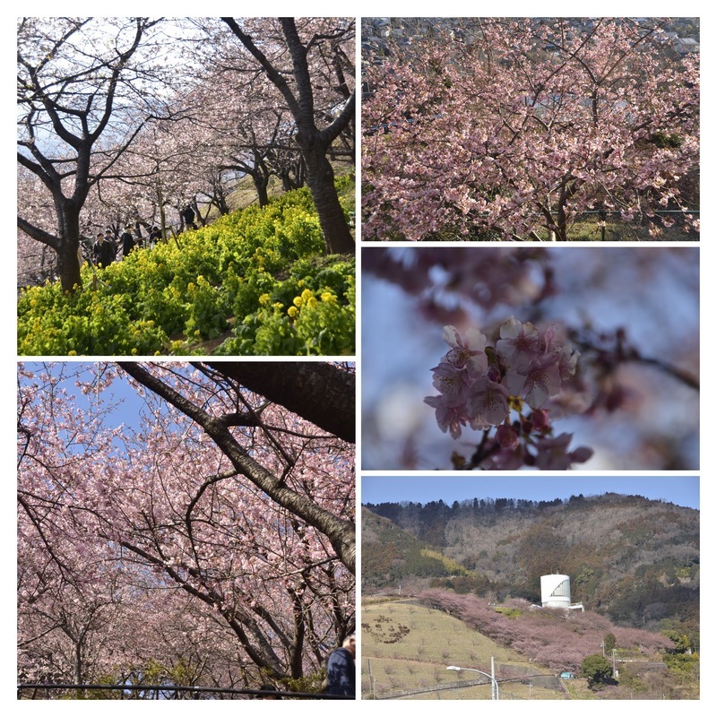 Early cherry blossoms at Matsuda