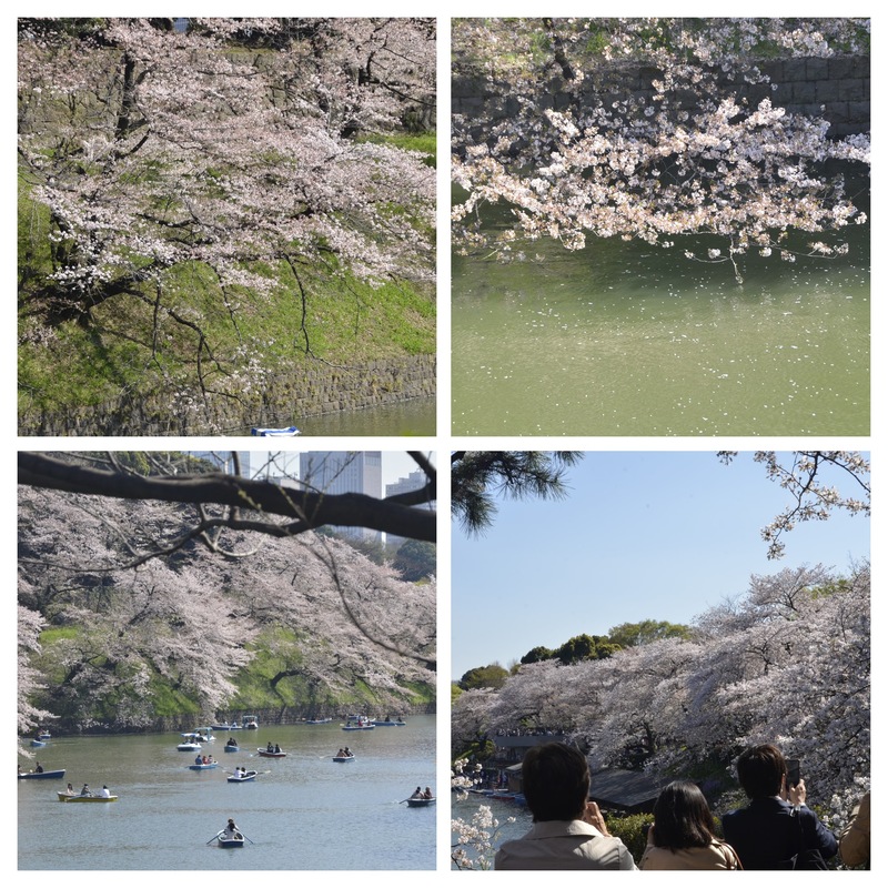 Cherry blossoms at Chidorigafuchi