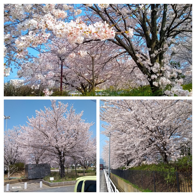 Cherry blossoms in our town