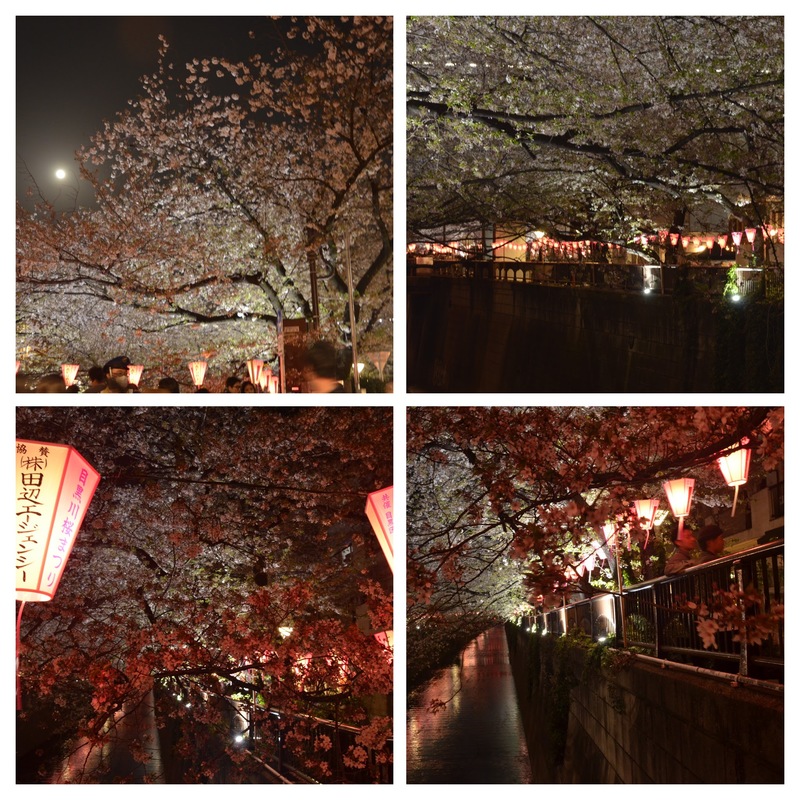 Cherry blossoms by night at Naka-meguro