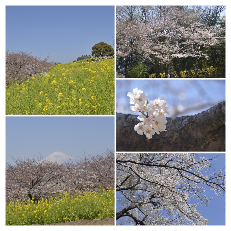 Cherry blossoms and a pale Mt Fuji from Ninomiya