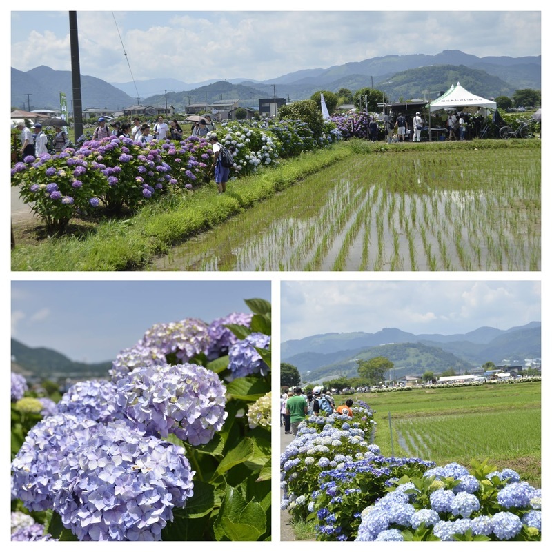 Ajisai in full bloom alongside the rice fields