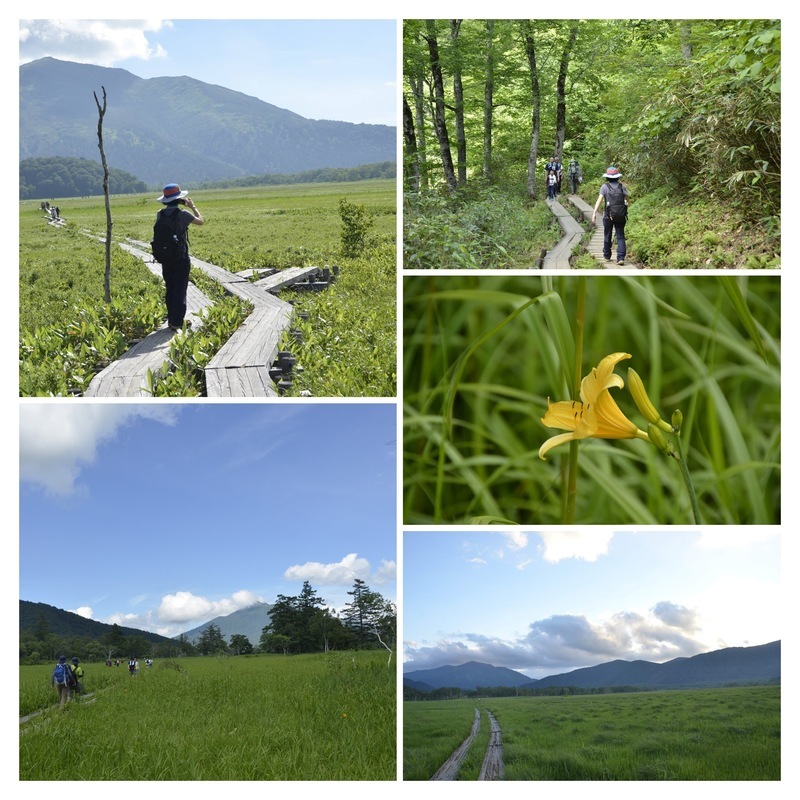 Walking along the marshland