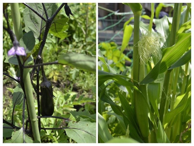 Aubergine and corn in the veg patch