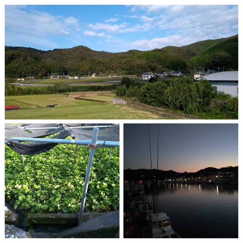 Countryside scene, wasabi farm, and Shimoda at dusk